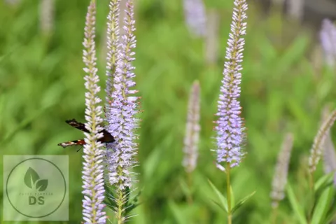 Veronicastrum virg. 'LavendeLturm'