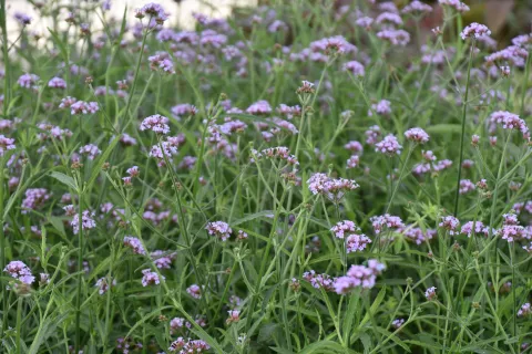 Verbena bonariensis 'Lollipop'