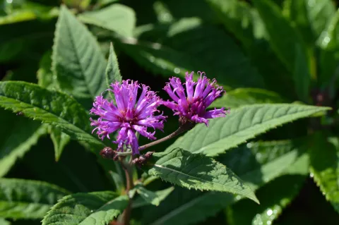 Vernonia crinita 'Mammuth'