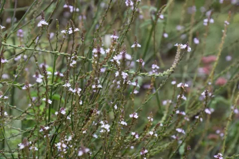 Verbena officinalis