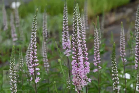 Veronica longif. 'Pink Damask'
