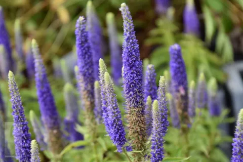 Veronica spic. 'Royal Candles'