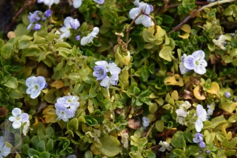 Veronica repens