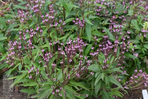 Verbena hastata 'Rosea'