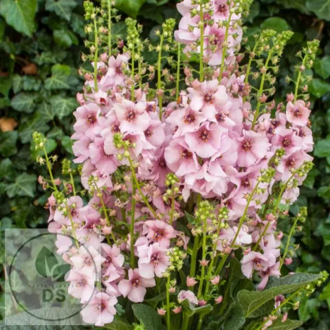 Verbascum 'Rosie'