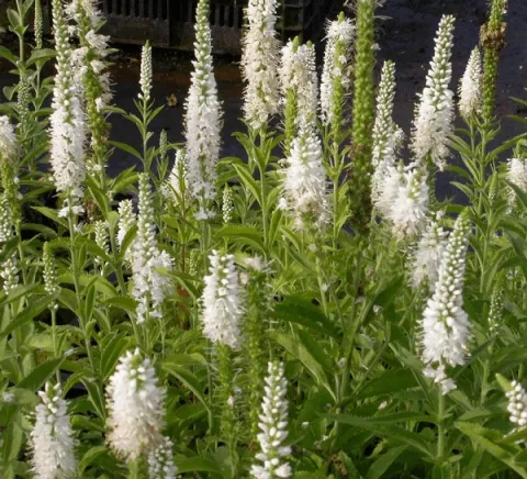 Veronica spic. 'Alba'