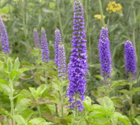 Veronica 'Sunny Border Blue'