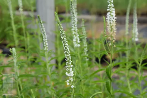 Veronica longif. 'Schneeriesin'