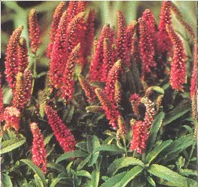 Veronica spic. 'Heidekind'