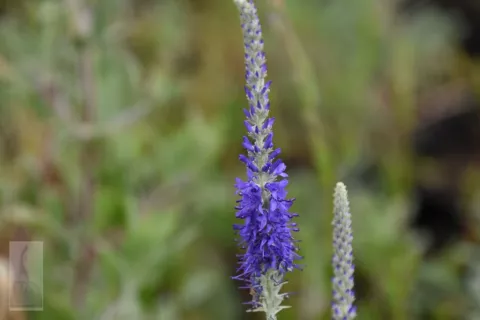 Veronica spic. ssp. incana