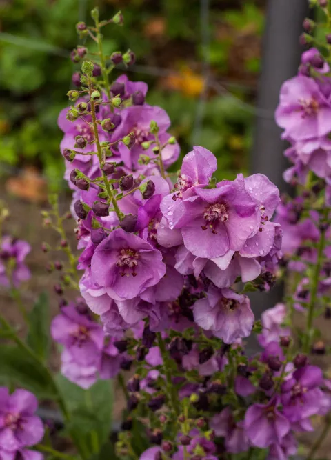 Verbascum 'Sugar Plum'