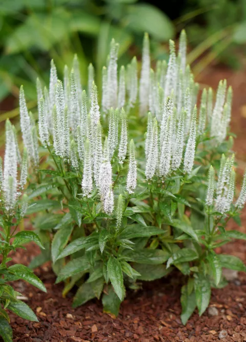 Veronica spic. 'Snow Candles'