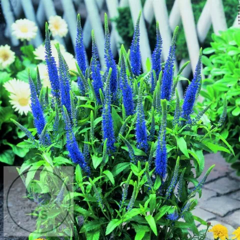 Veronica spic. 'Ulster Dwarf Blue'