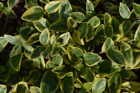 Vinca minor 'Aureovariegata'