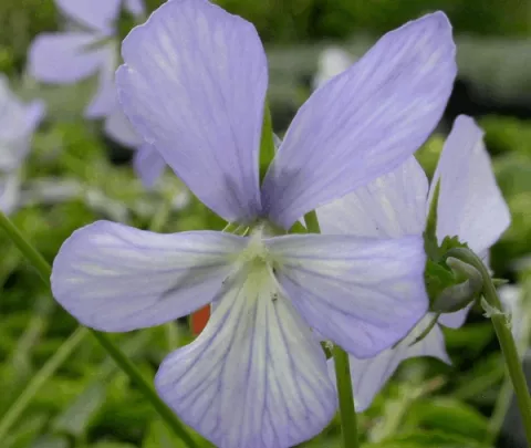 Viola (C) 'Boughton Blue'