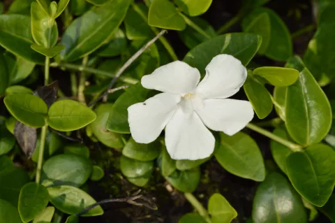 Vinca minor 'Gertrude Jekyll'