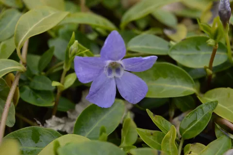Vinca minor 'Josefine'