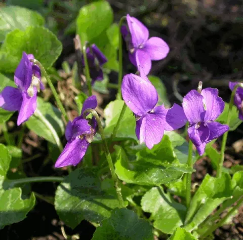 Viola odorata 'Koenigin Charlotte'