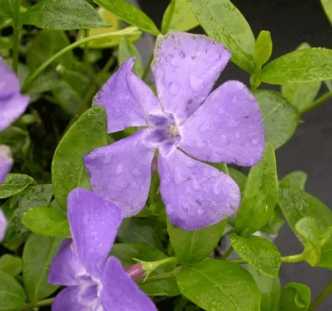 Vinca minor 'Marie'