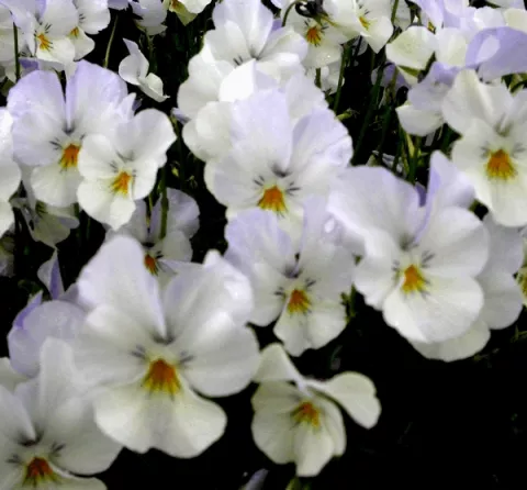 Viola (C) 'Milkmaid'