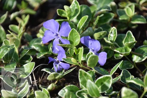 Vinca minor 'Ralph Shugert'