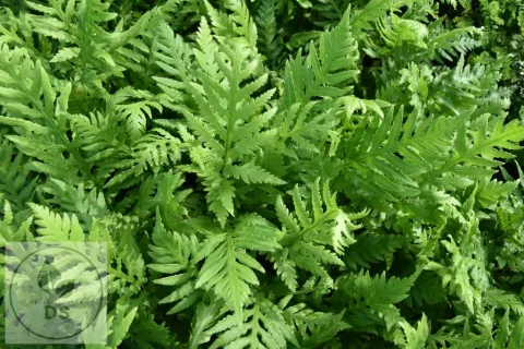 Woodwardia fimbriata