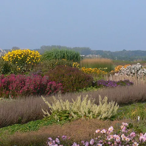 Vaste planten De Swaef