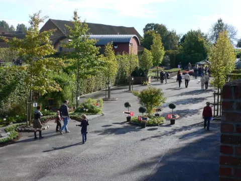 Vaste planten De Swaef