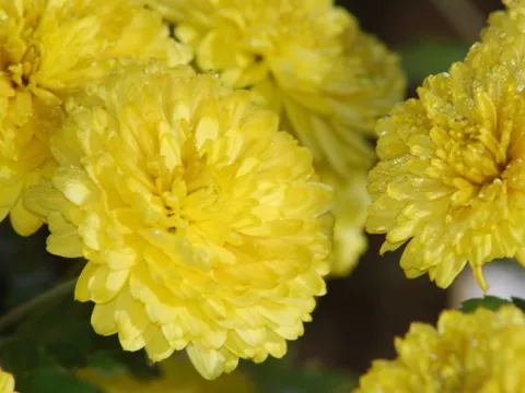 Vaste planten De Swaef