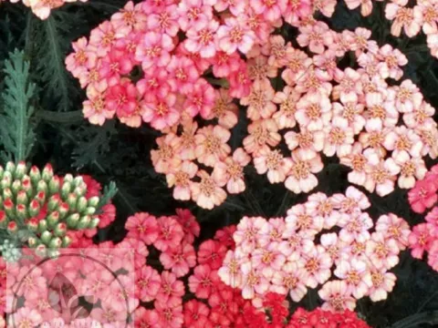 Achillea millefolium 'Apricot Delight'