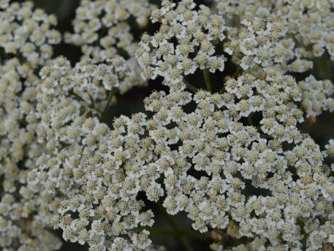 Achillea millefolium 'Alabaster'