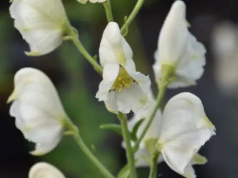 Aconitum nap. 'Album'