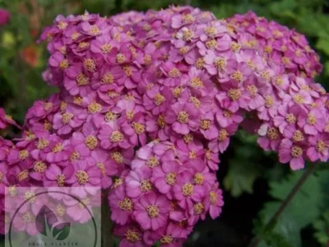 Achillea millefolium 'Apfelblüte'
