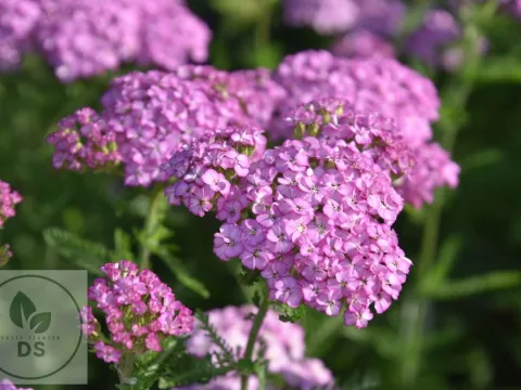 Achillea millefolium 'Appleblossom'
