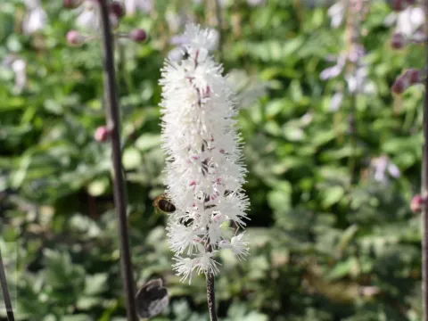 Actaea simplex 'Atropurpurea'