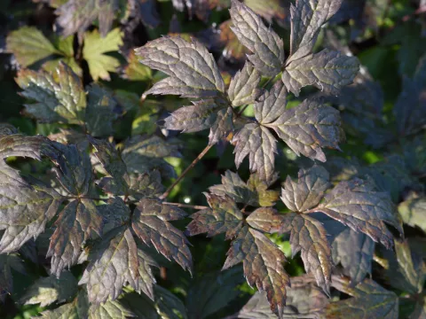 Actaea simplex 'Brunette'