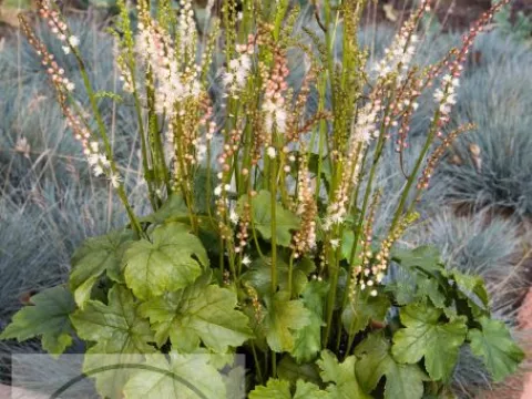 Actaea japonica 'Cheju-Do'