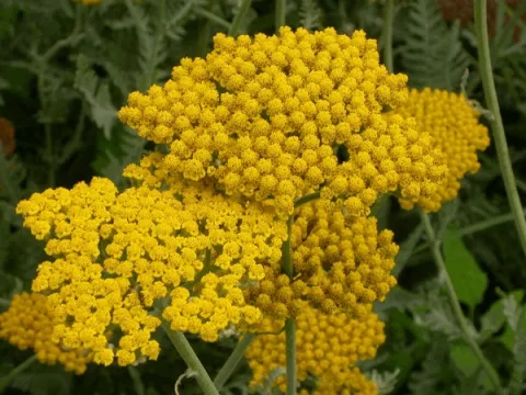 Achillea hybr. 'Coronation Gold'