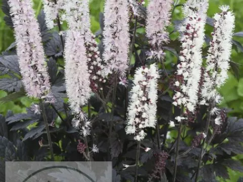 Actaea simplex 'Chocoholic'