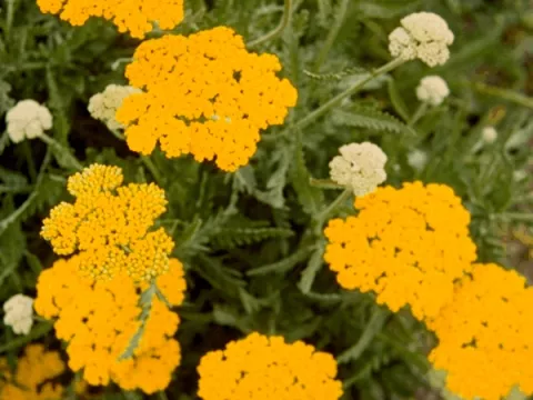 Achillea filipendulina 'Cloth of Gold'
