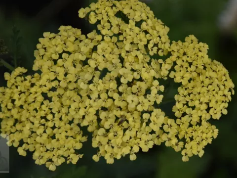 Achillea filipendulina 'Credo'