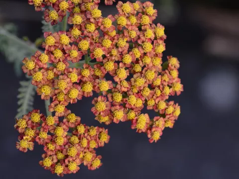 Achillea millefolium 'Feuerland'