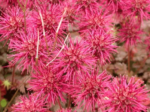 Acaena microphylla 'Kupferteppich'