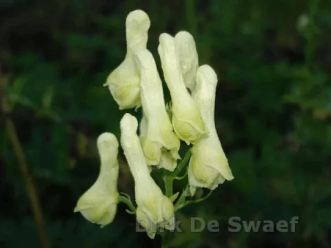 Aconitum lamarckii (pyrenaicum)
