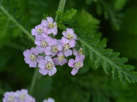 Achillea millefolium 'Lilac Beauty'