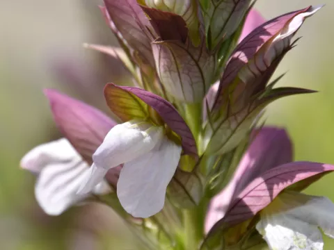 Acanthus 'Morning's Candle'