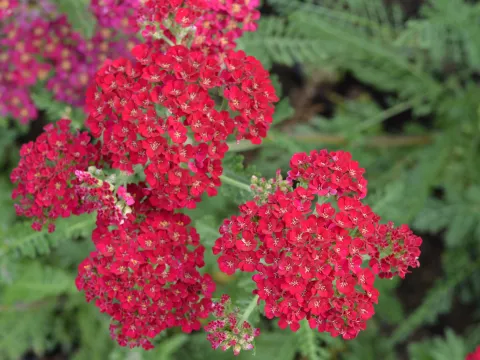 Achillea millefolium 'Pomegranate'
