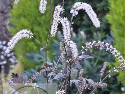 Actaea simplex 'Queen of Sheba'