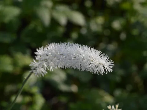 Actaea racemosa (Cimicifuga )