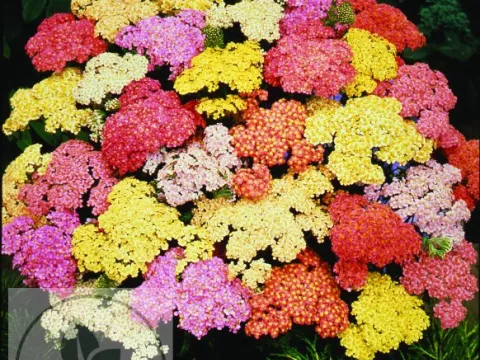 Achillea hybr. 'Summer Pastels'